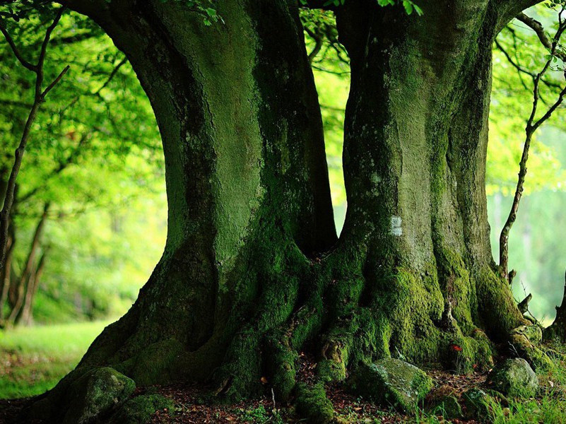 送王十五判官扶侍还黔中