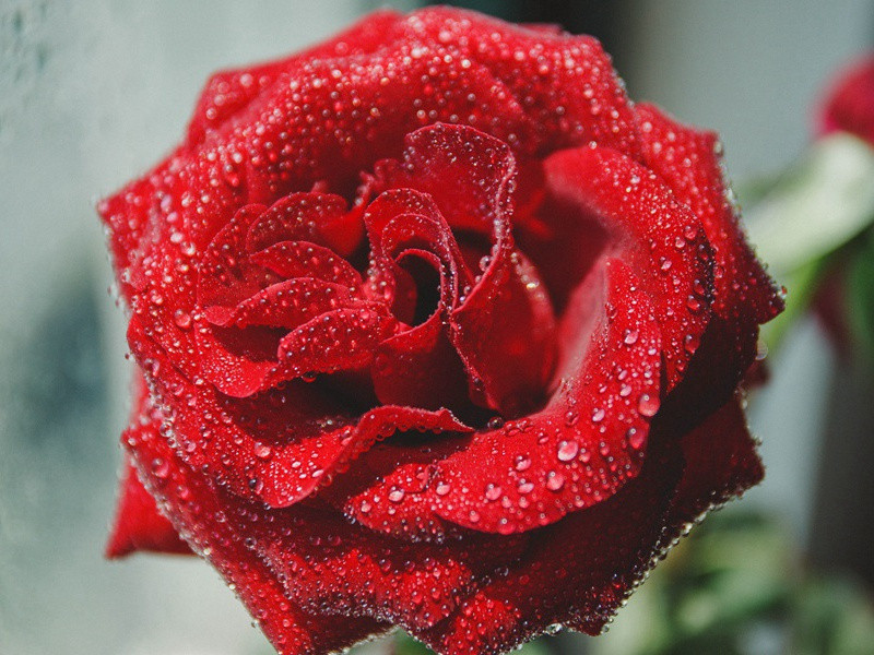 严公仲夏枉驾草堂兼携酒馔(得寒字)