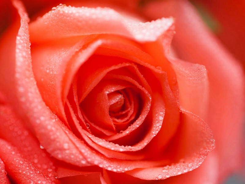 阆州奉送二十四舅使自京赴任青城