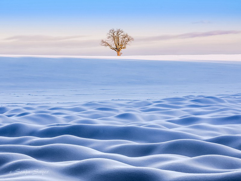 严郑公宅同咏竹