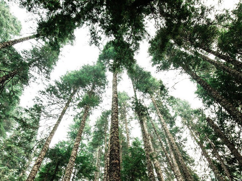 题忠州龙兴寺所居院壁