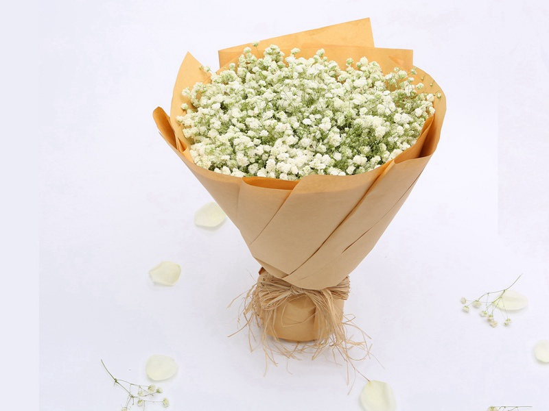 王兵马使二角鹰