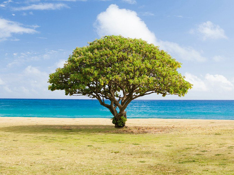 阆州奉送二十四舅使自京赴任青城