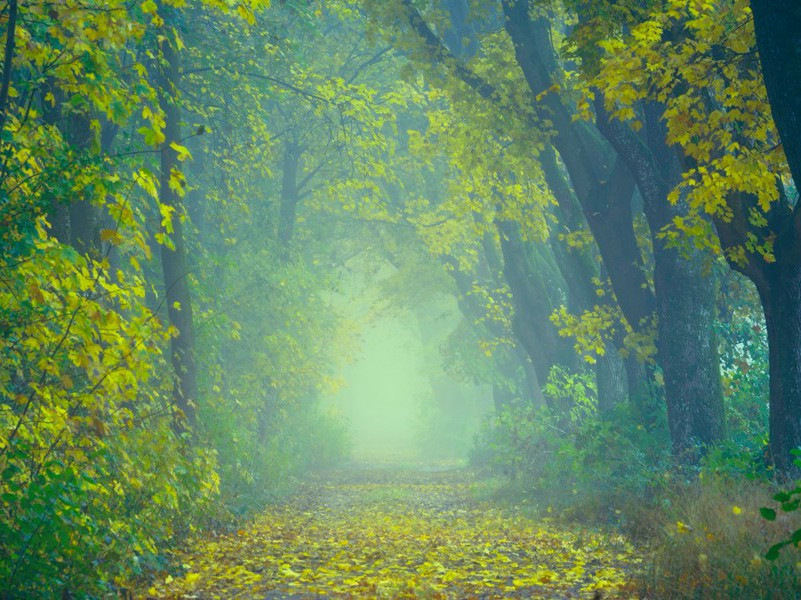 陪李七司马皂江上观造竹桥即日成往来之…简李公