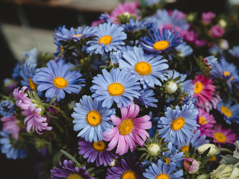 从驿次草堂复至东屯茅屋二首