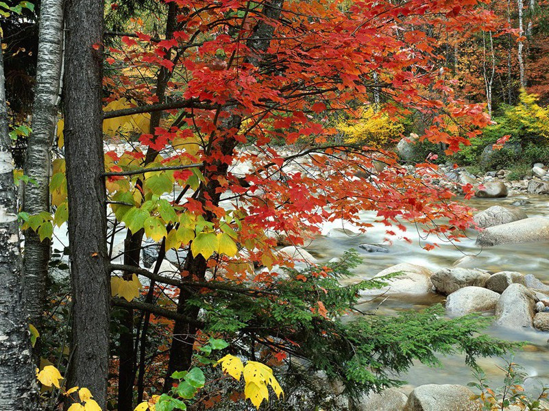 从草堂寺到草堂-杜甫是“暂止”的“飞乌”
